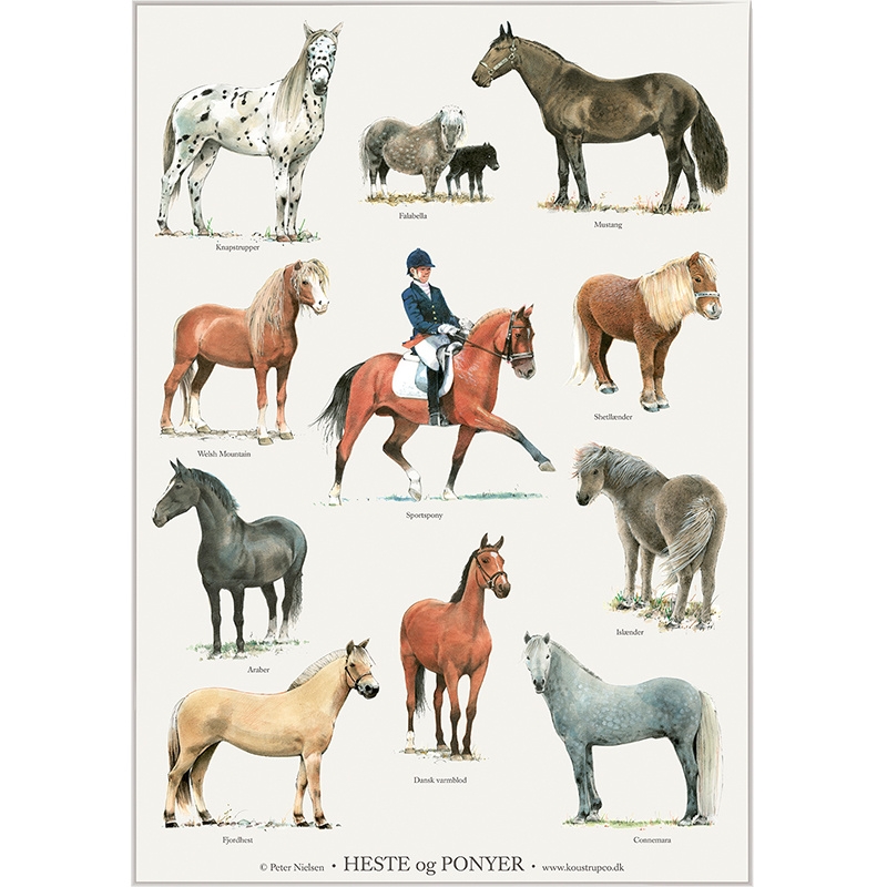 A4 print - Horses and Ponies