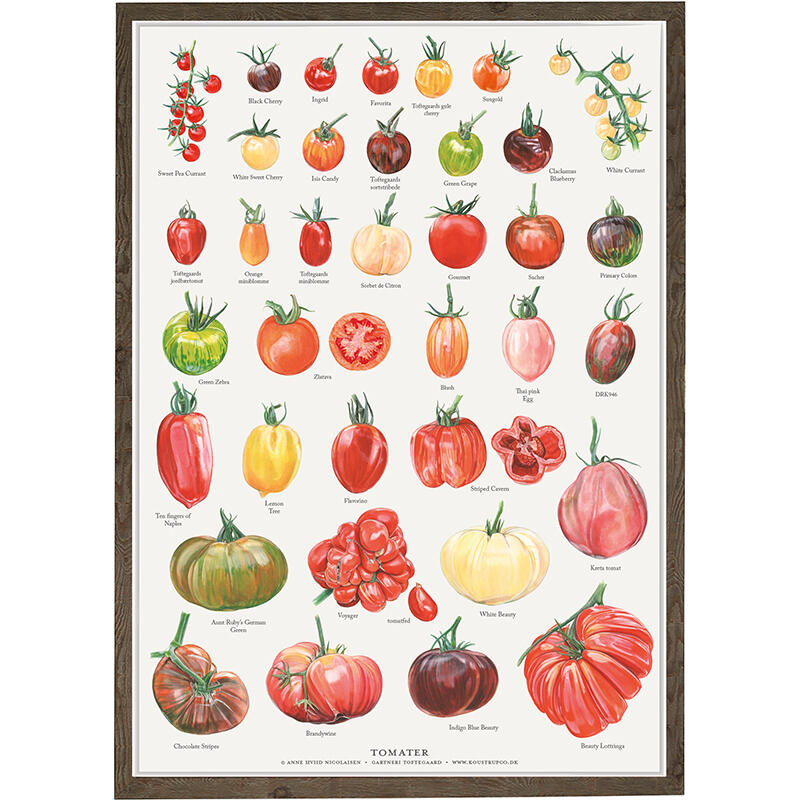 A4 PRINT - Tomatoes