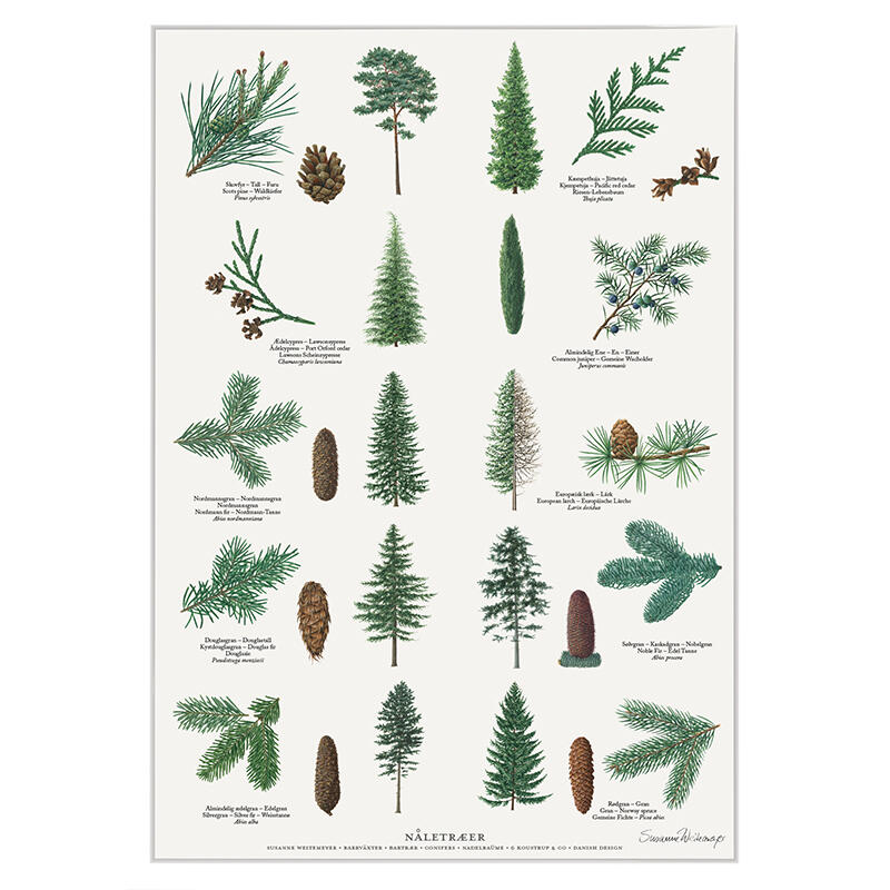 CONIFERS - Poster A2