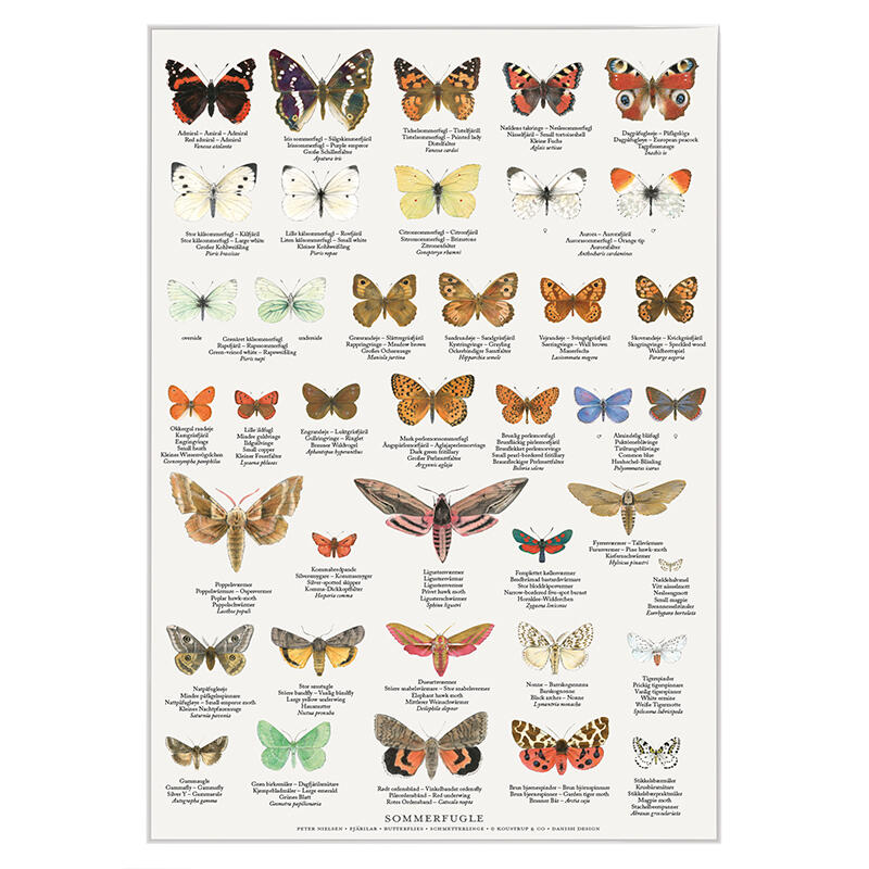BUTTERFLIES - Poster A2