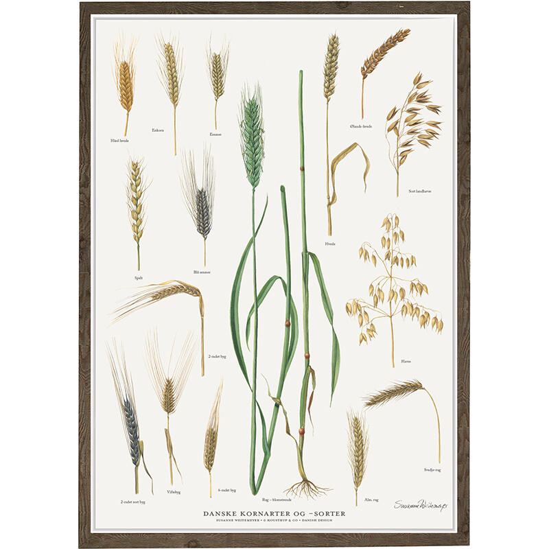 DANISH GRAIN TYPES AND VARIETIES - Poster A2