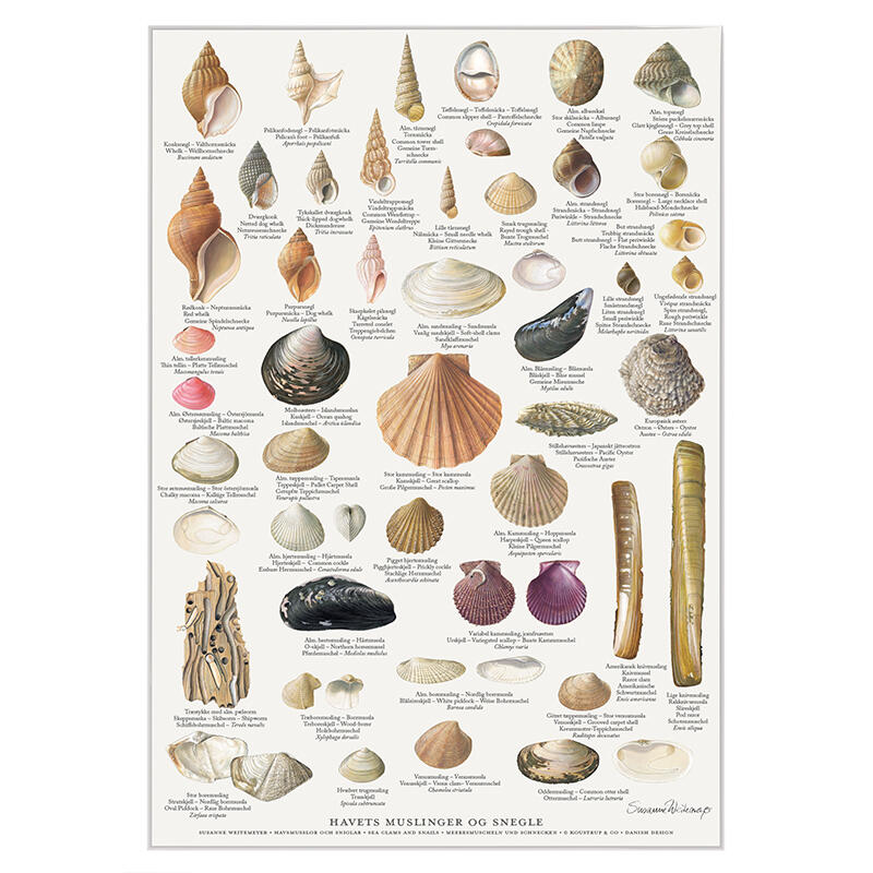 MUSSELS AND SNAILS - Poster A2