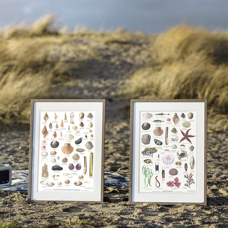 MUSSELS AND SNAILS - Poster A2