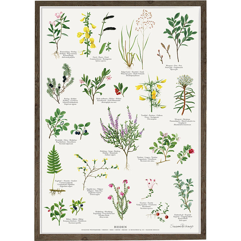 plants of the heath, plants on the heath