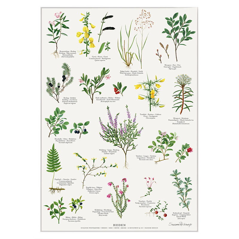 HEDEN - Poster A2 -