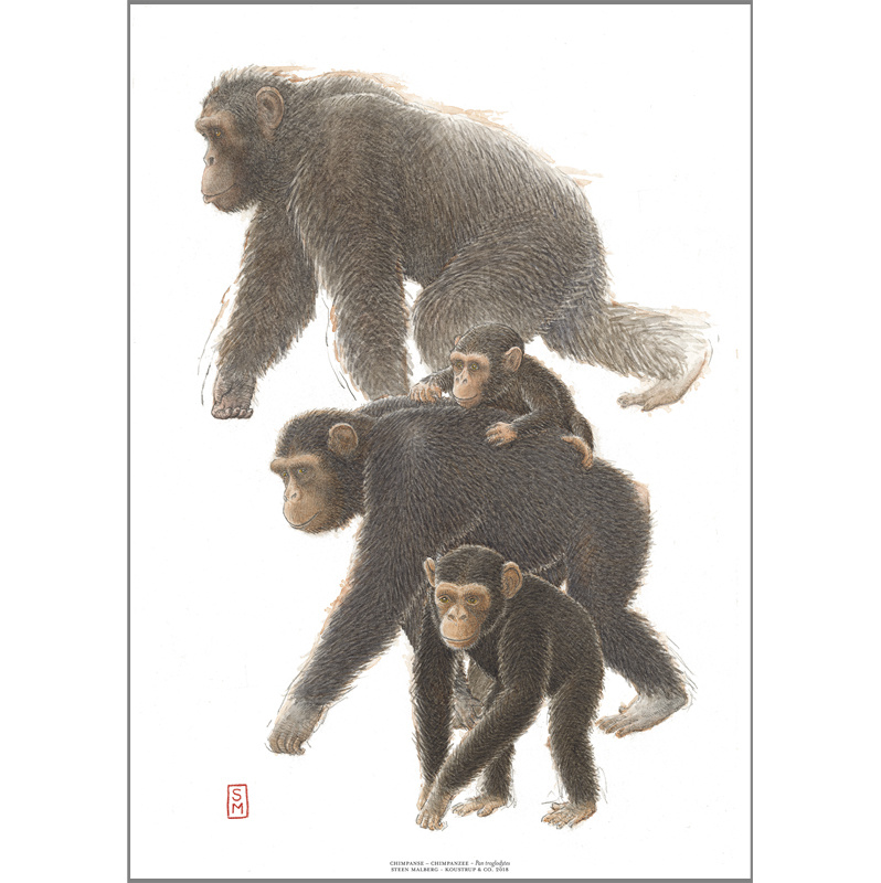 ART PRINT A3 - ZOO Chimpanzee