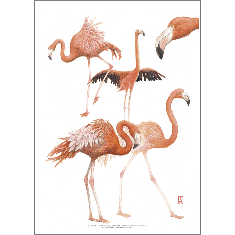 ART PRINT A3 - ZOO Flamingo