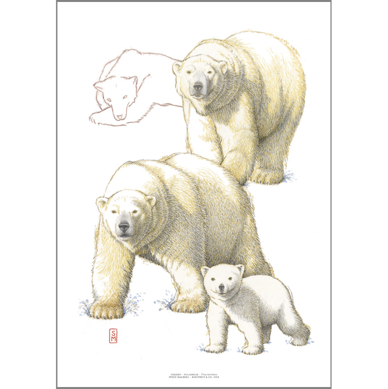 ART PRINT A3 - ZOO Polar Bear