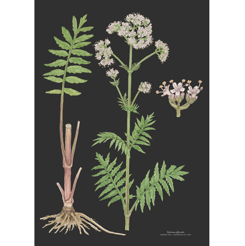 ART PRINT A3 - Valerian