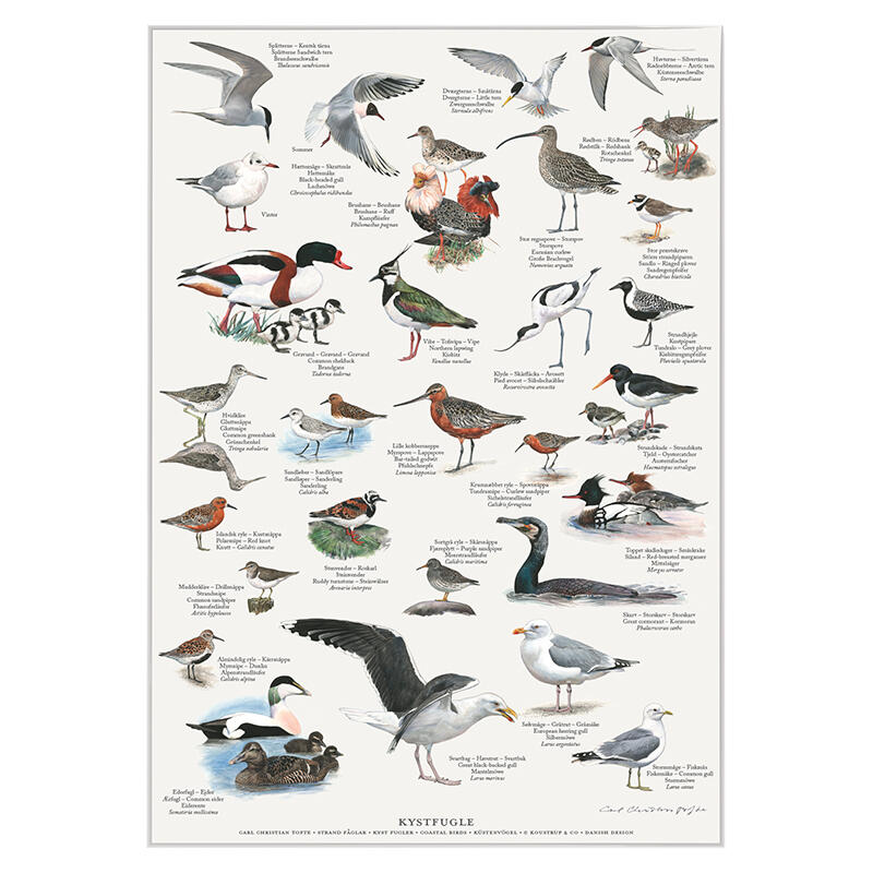 COASTAL BIRDS - A2 Poster