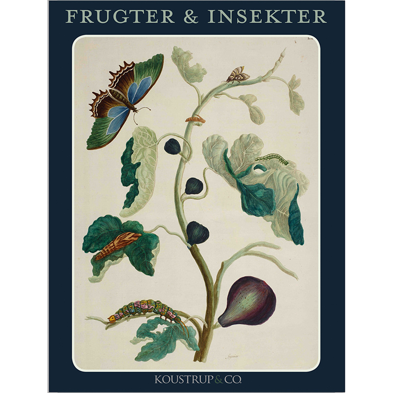 FRUITS AND INSECTS - 8 cards