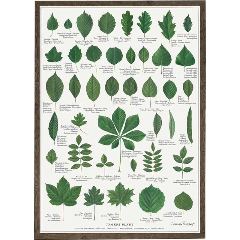 tree leaves, learn to tell the difference between leaves from nature