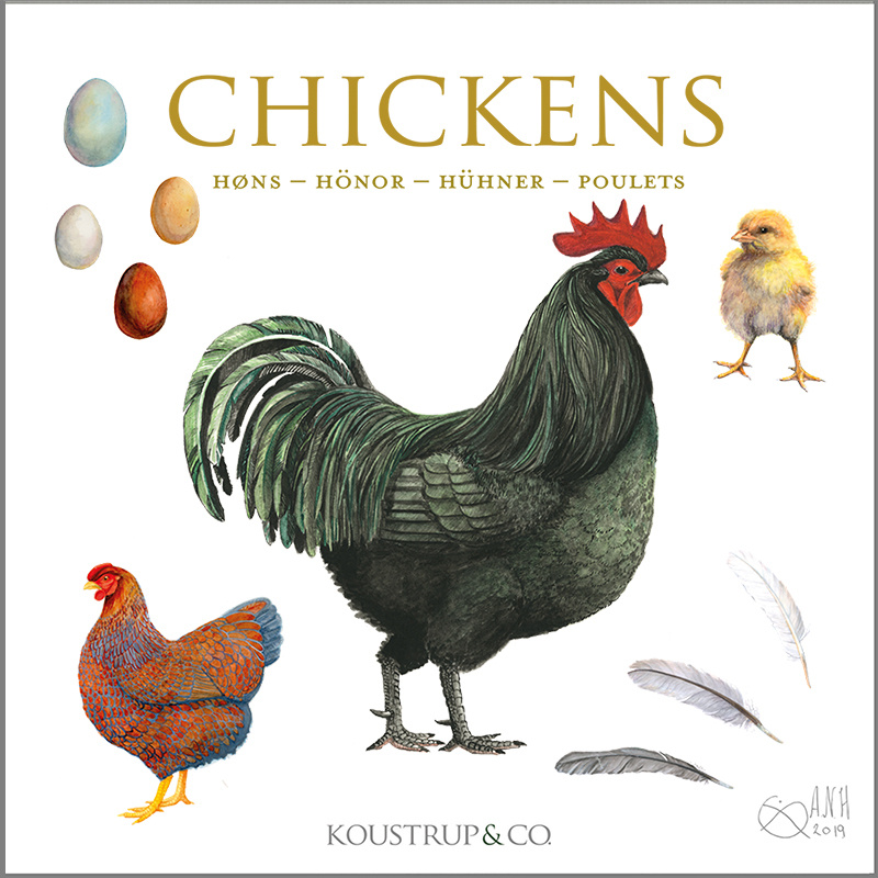 CHICKENS / HENS - Square card folder
