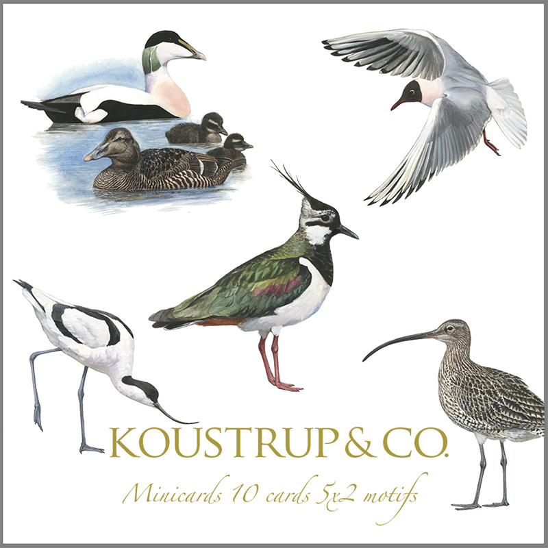 SQUARE MINI CARDS - Coastal Birds - 8.5 x 8.5 cm