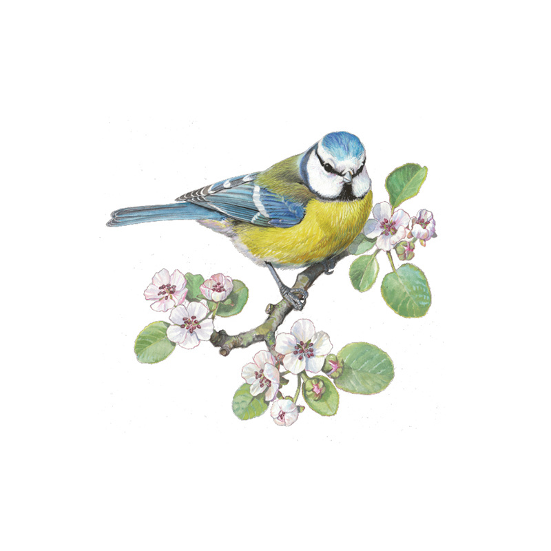 Blue tit