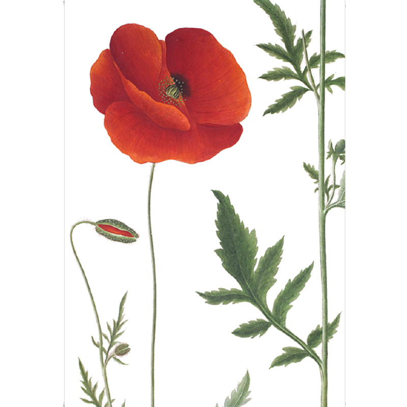 Corn poppy