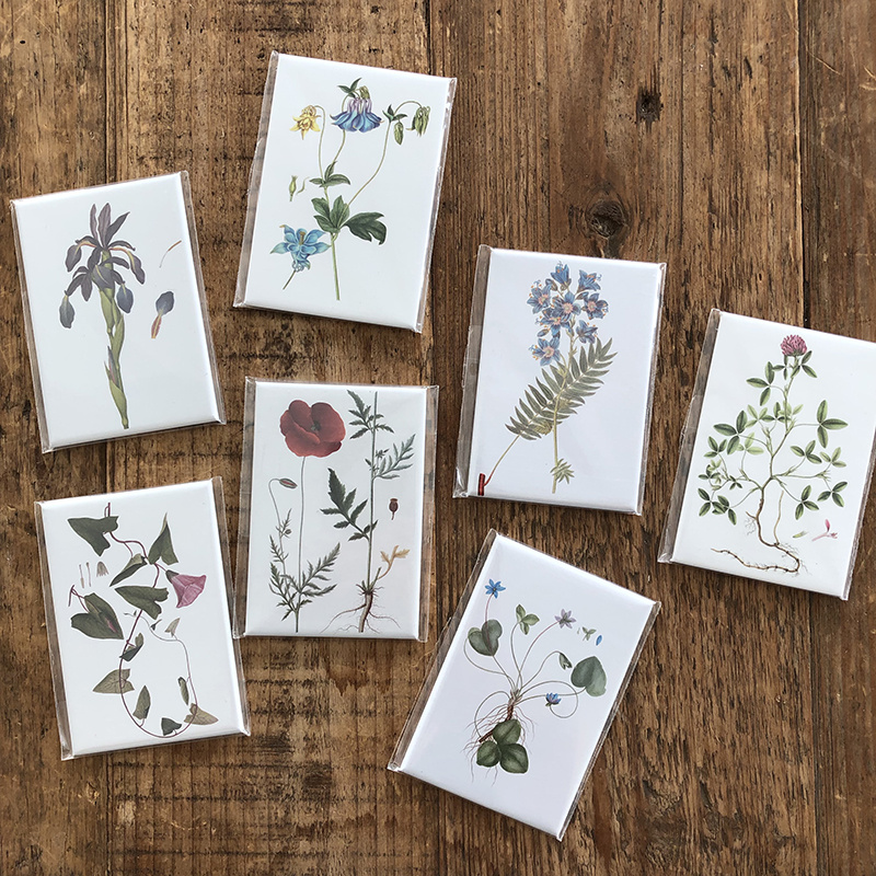 MAGNETS - From the work FLORA DANICA - 8x5.5 cm