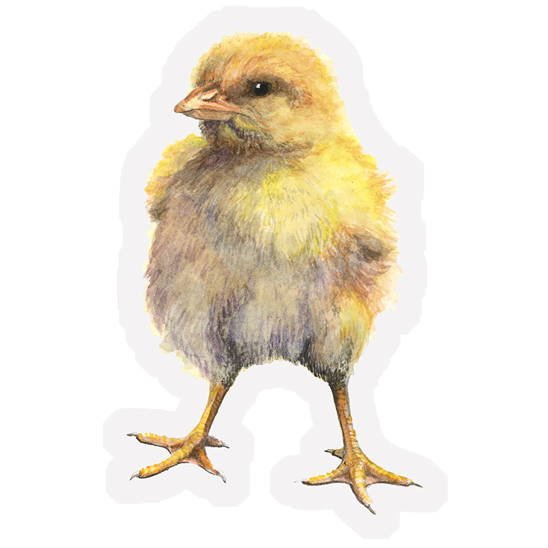 Chick