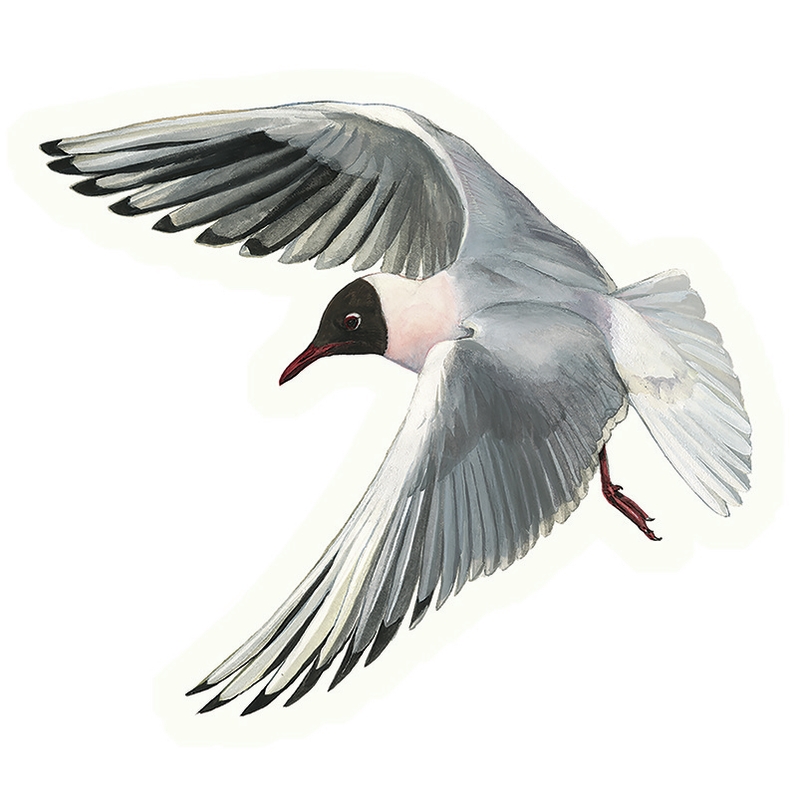 Black-headed gull