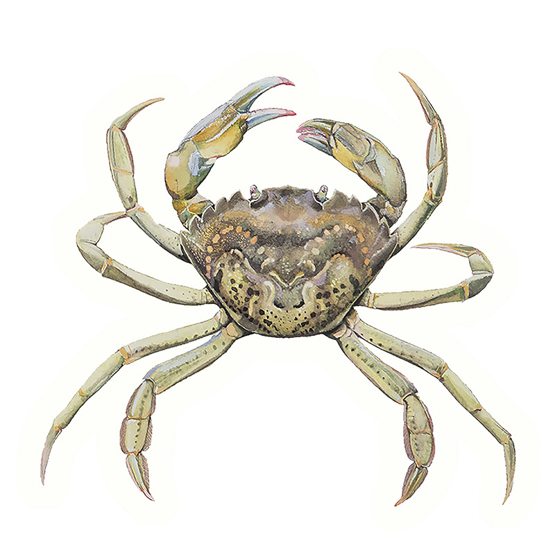 Crab