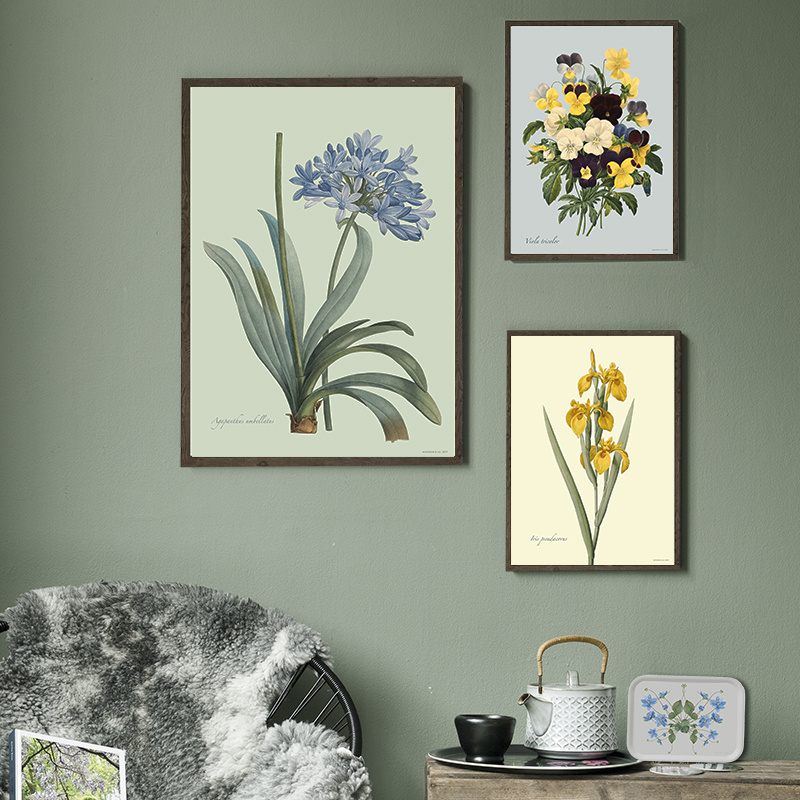 Agapanthus - ART PRINT - CHOOSE SIZE