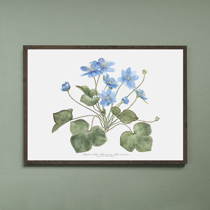 Blue anemone - ART PRINT - CHOOSE SIZE