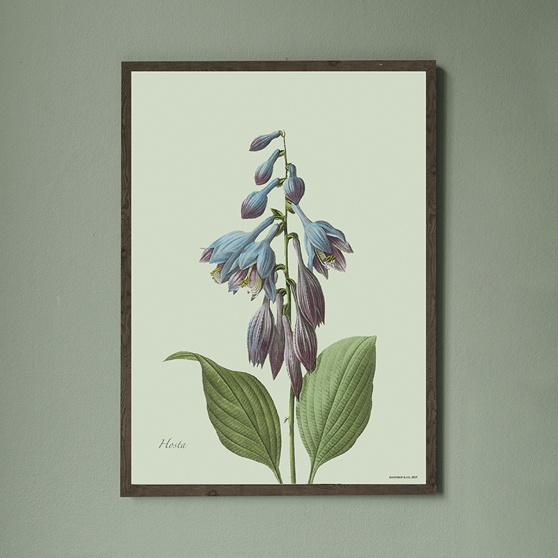 Hosta - ART PRINT - CHOOSE YOUR SIZE