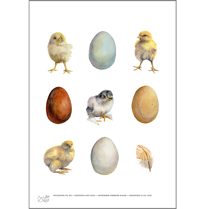 Eggs, chicks, feathers