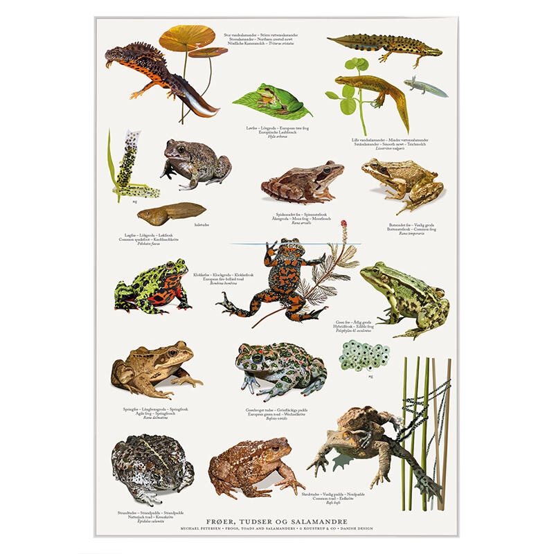A4 Print - Frogs, Toads and Salamanders