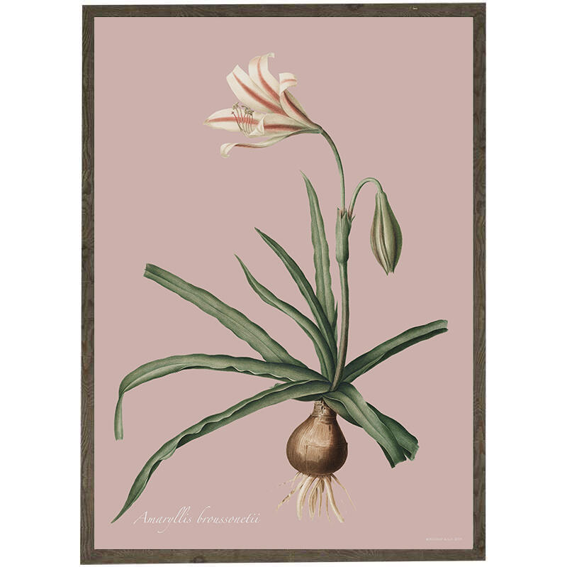 Amaryllis Broussonnetii pink - ART PRINT - CHOOSE SIZE