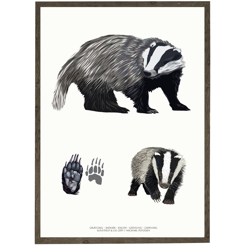 Badger art print