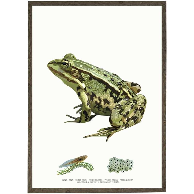 Green Frog - ART PRINT - CHOOSE SIZE