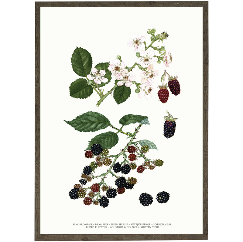 Blackberry art print