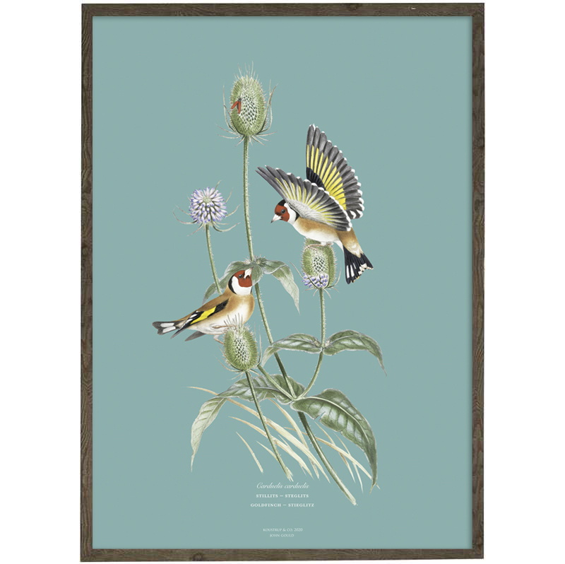 Goldfinch (light blue) - ART PRINT - CHOOSE SIZE