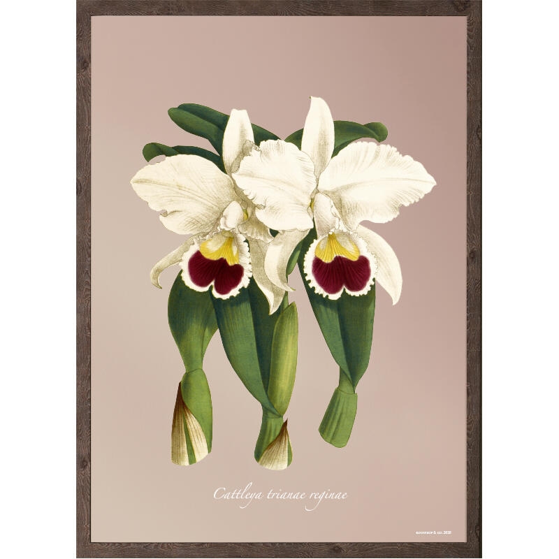 Orchid, Cattleya trianae - ART PRINT - CHOOSE SIZE