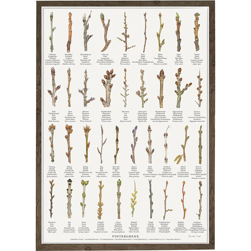 tell the difference between garden trees and shrubs in winter