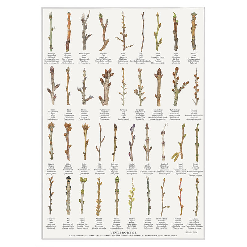 VINTERGRENE - Poster A2