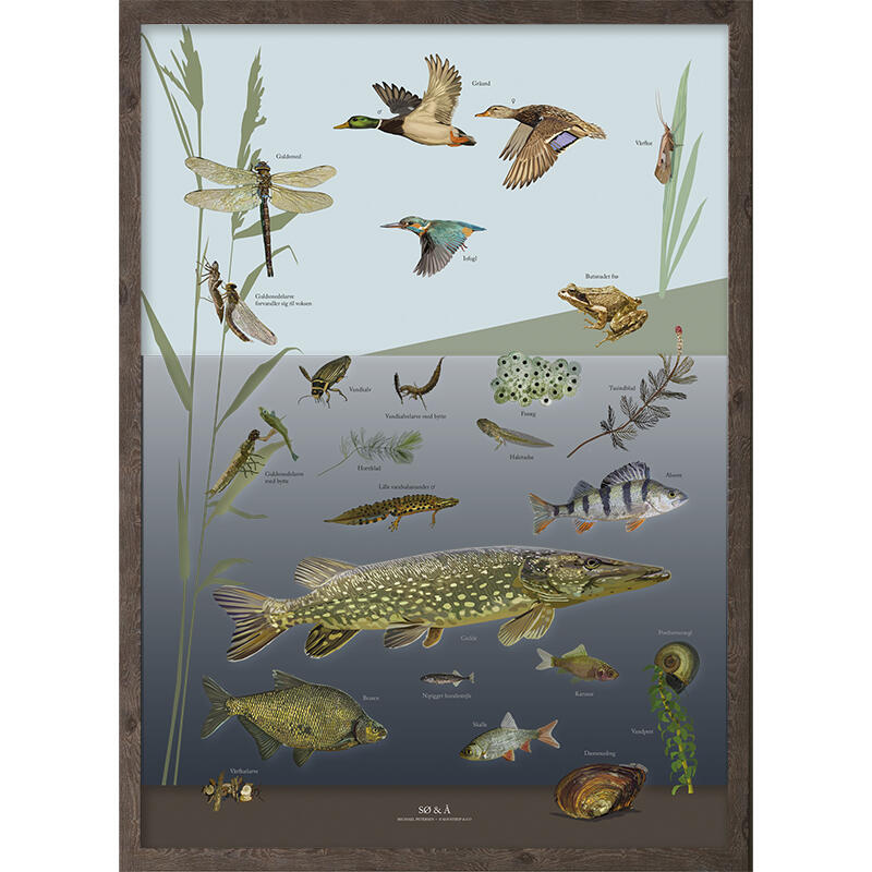 wildlife in lakes and streams