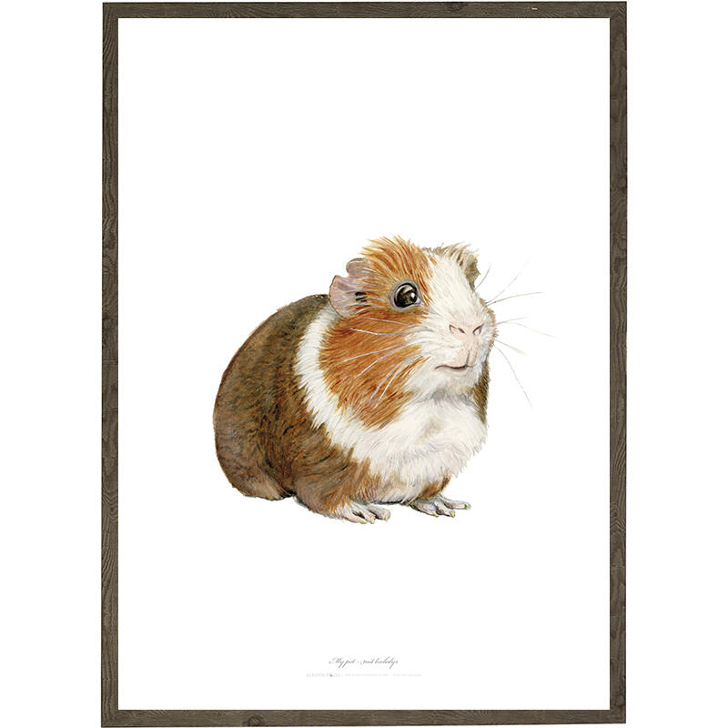 Guinea pig