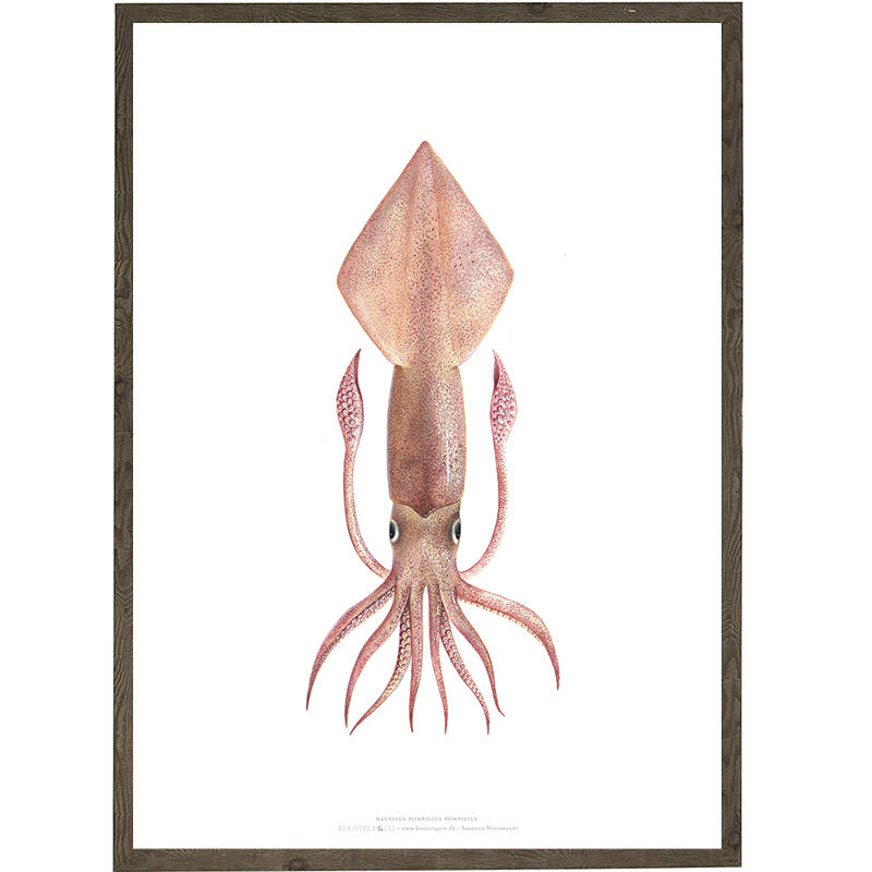 Squid - ART PRINT - CHOOSE SIZE