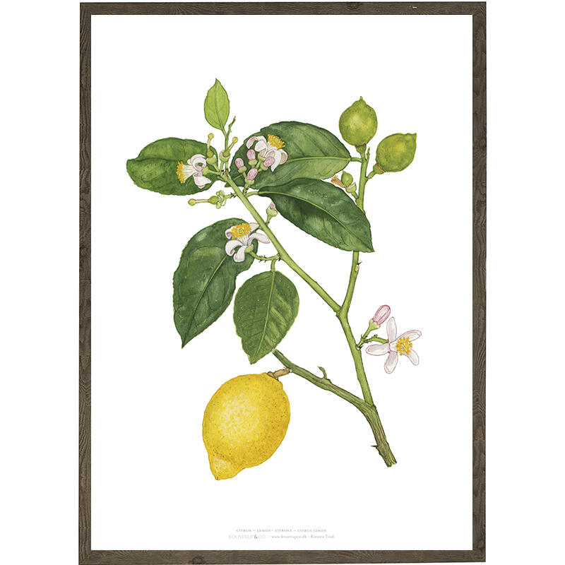 Lemon - ART PRINT - CHOOSE SIZE
