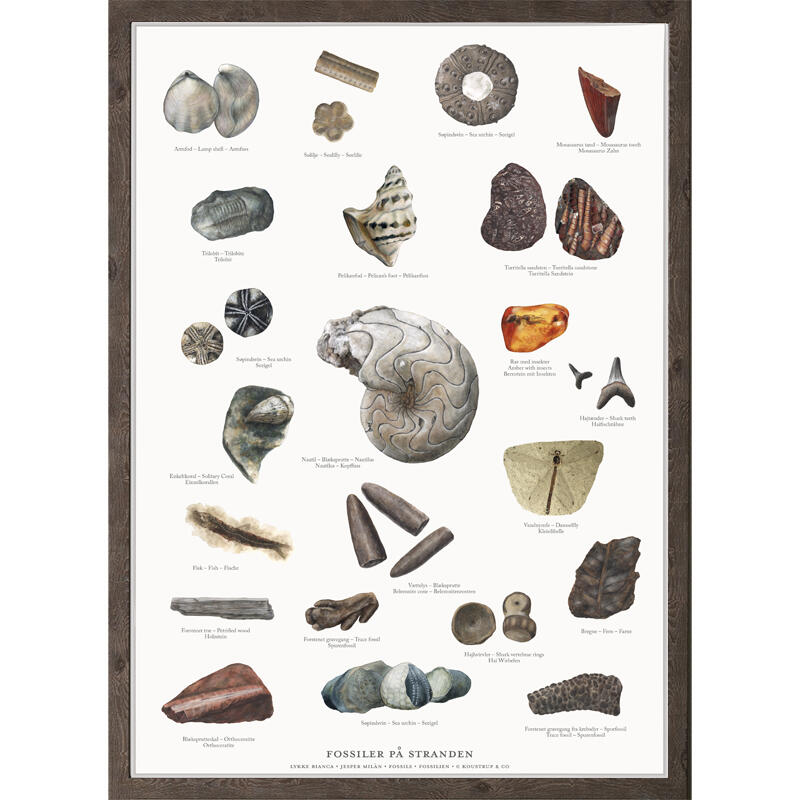 FOSSILS - Poster A2