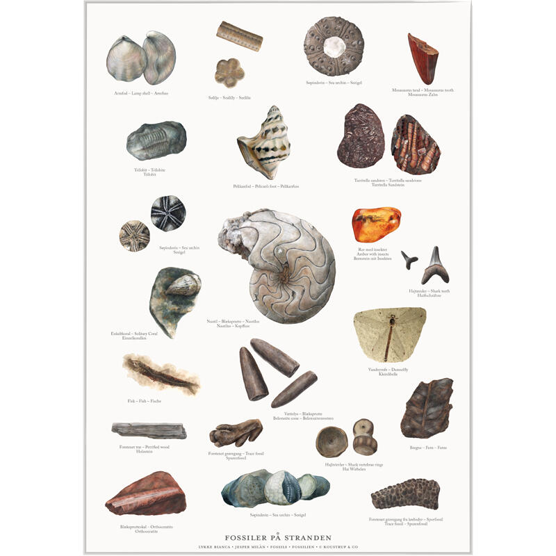 FOSSILS - Poster A2