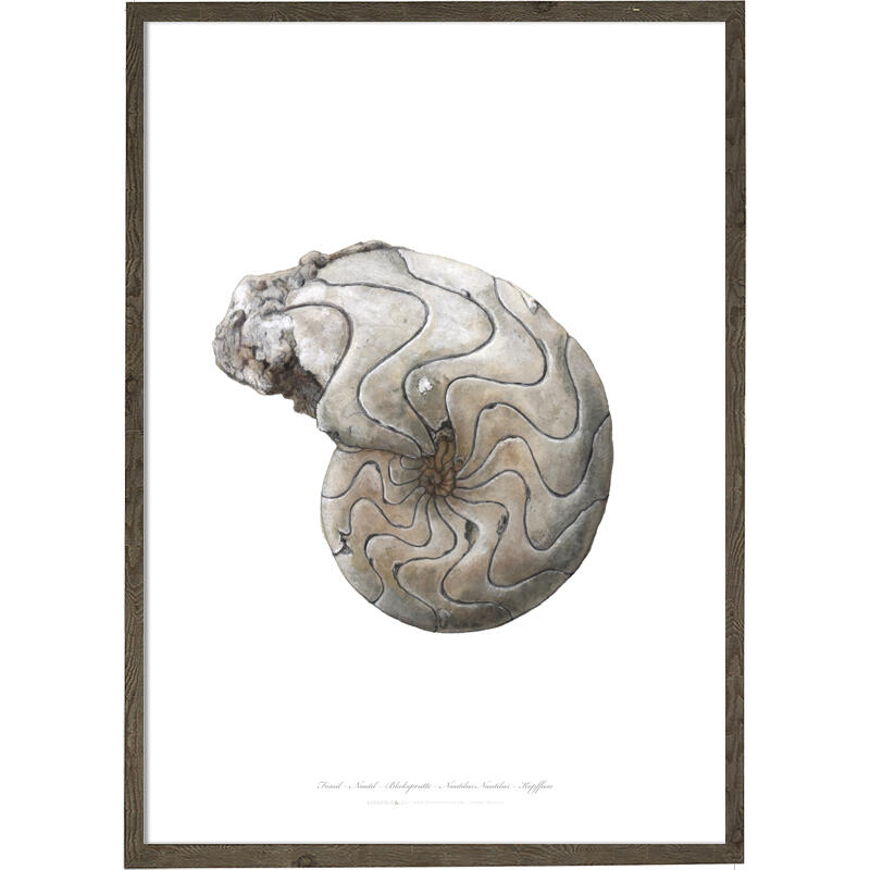 Nautilus - ART PRINT - CHOOSE SIZE