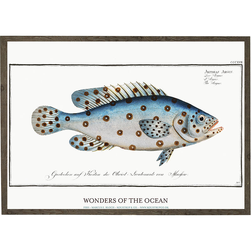 Anthias Argus - ART PRINT - CHOOSE SIZE