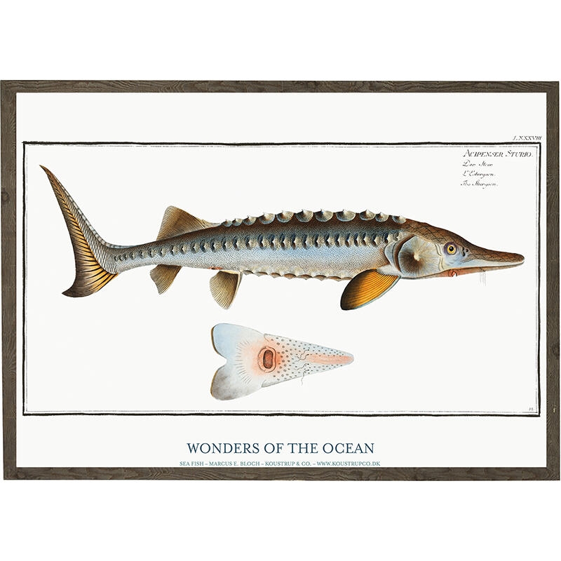 Acipenser Sturio - ART PRINT - CHOOSE SIZE