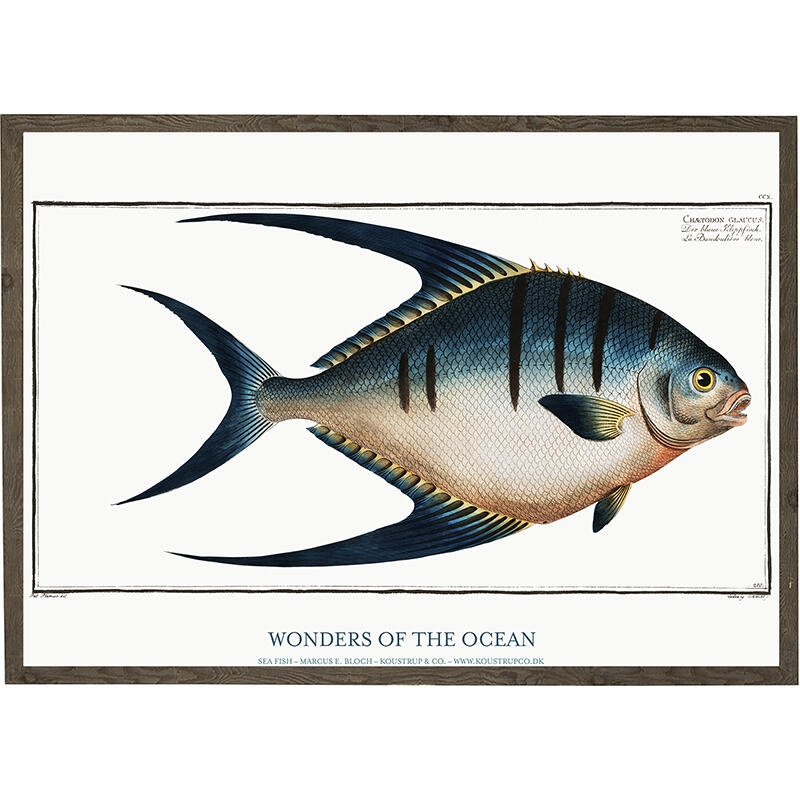 Chaetodon glaucus - ART PRINT - CHOOSE SIZE