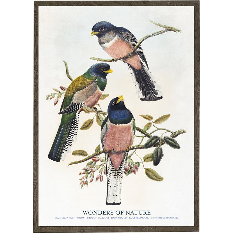 Blue crowned trogon, curucui - ART PRINT - CHOOSE SIZE