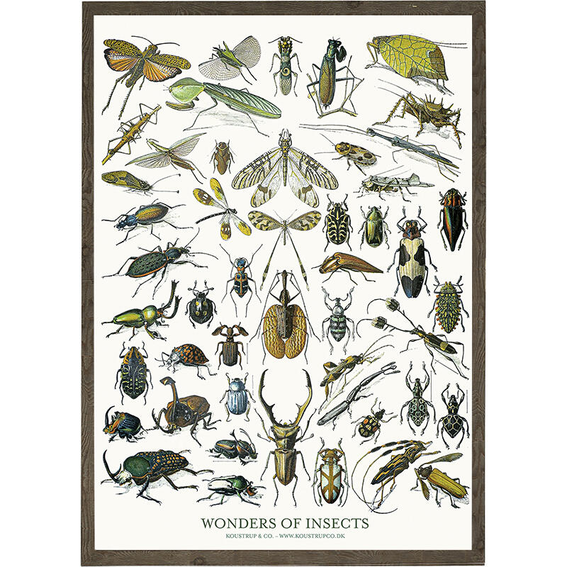 Insects - ART PRINT - CHOOSE SIZE