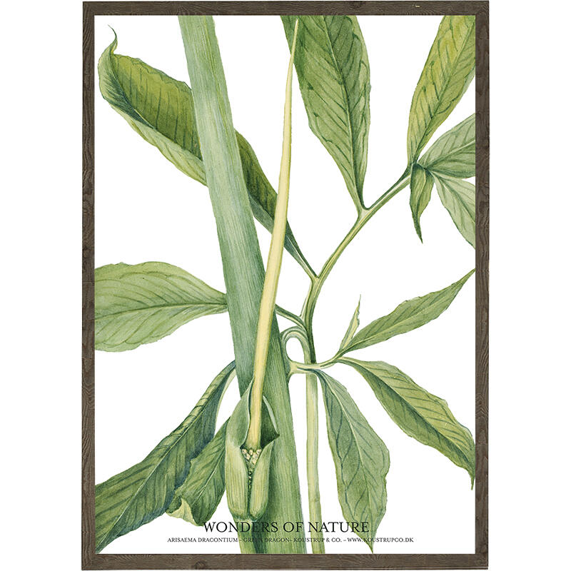 Arisaema dracontium - ART PRINT - CHOOSE SIZE